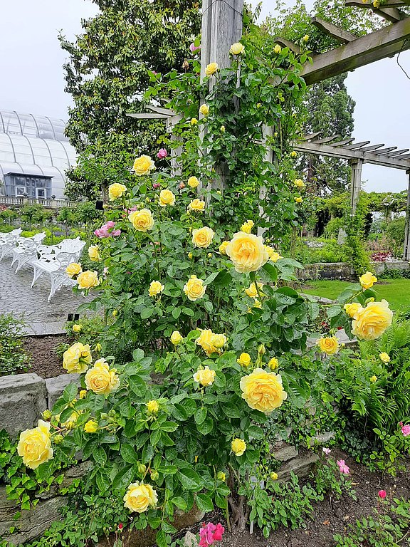 Insel Mainau