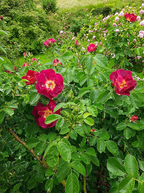 Insel Mainau
